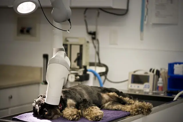 Pet vet San Diego Pet Hospital Chula Vista