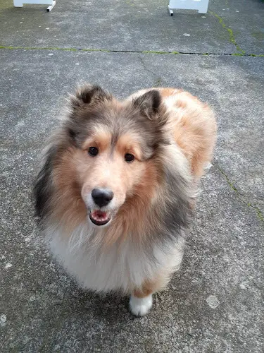 Pet boarding service Four Corners Veterinary Clinic Eugene