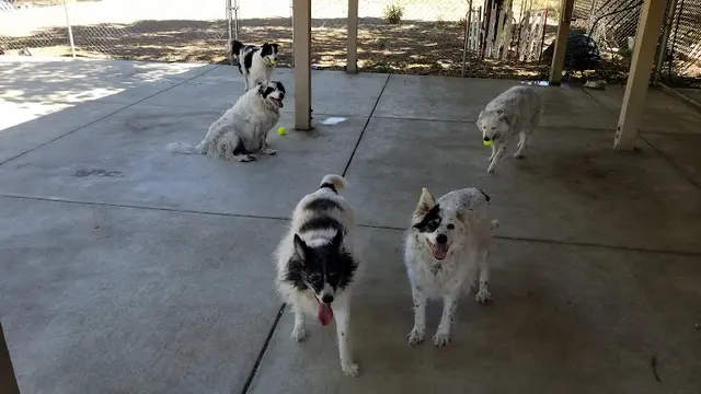Dog day care center A Poochs' Paradise Santa Clara