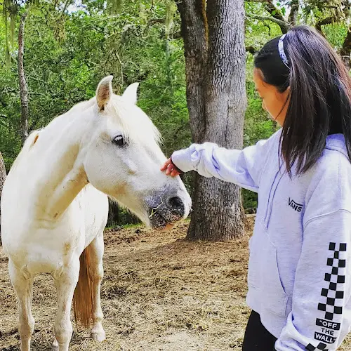 Rescue & Shelter Sindisa Sanctuary Santa Rosa