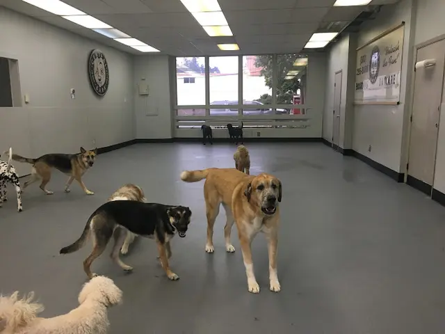 Dog day care center Original Bark Portland