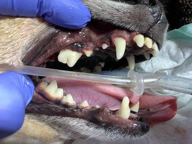 Pet boarding service Dog and Cat Dental Care: Maroa Track Pet Hospital Fresno