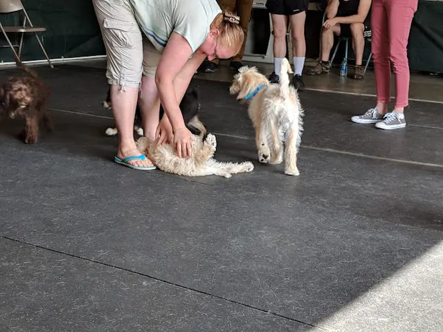 Dog day care center Sound Animals Seattle