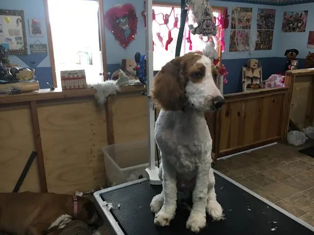 Dog Grooming Bowzers B & B Pet Grooming Bend