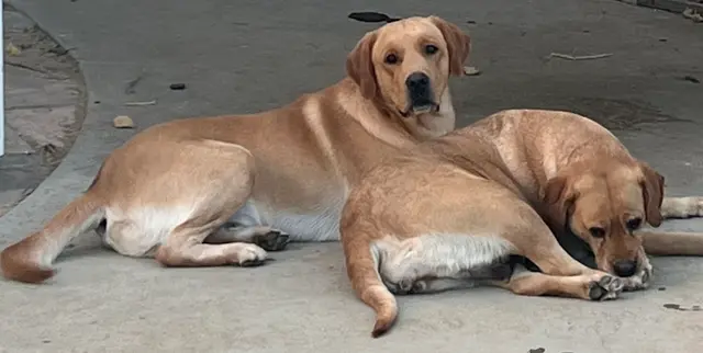 Dog breeder Evans Labs Lancaster