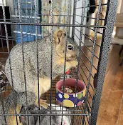 Rescue & Shelter Squirrelmender Wildlife Rehabilitation Thousand Oaks