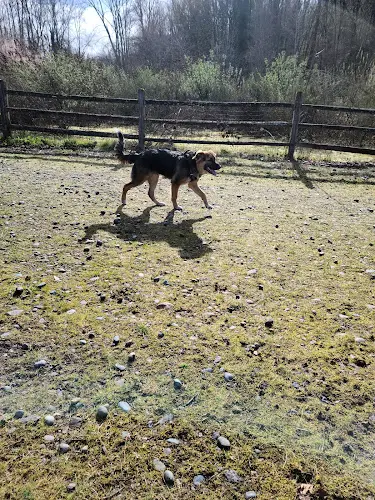 Dog Park Cedar River Park Renton