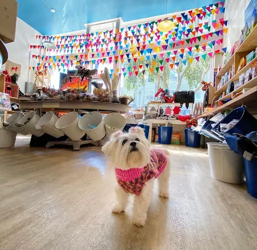 Pet vet Cole Valley Pets San Francisco