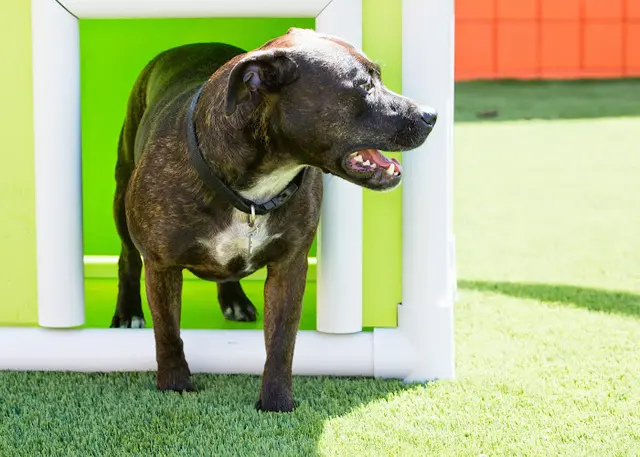 Pet boarding service Camp Run-A-Mutt, Sorrento Valley San Diego
