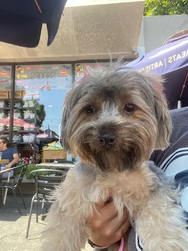 Rescue & Shelter Lhasa Happy Homes Torrance