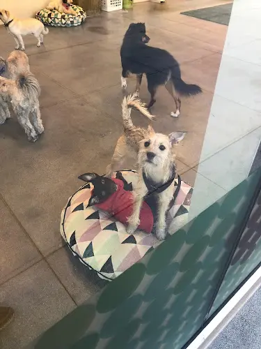 Dog day care center Healthy Spot Los Angeles