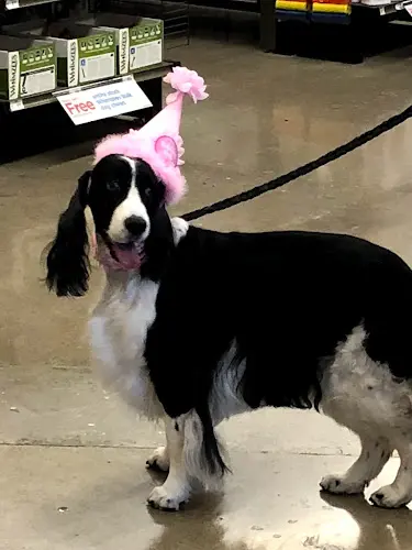 Rescue & Shelter Petco Orange