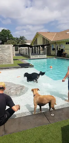 Dog trainer Bone Adventure Inc Costa Mesa