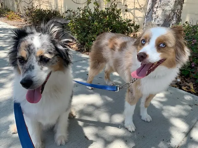 Dog day care center Wags N Whiskers Pet Care Carlsbad