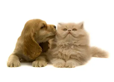 Dog day care center Baseline Animal Hospital Rancho Cucamonga