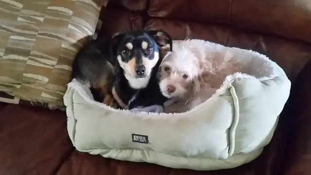 Rescue & Shelter Pets Without Partners Redding