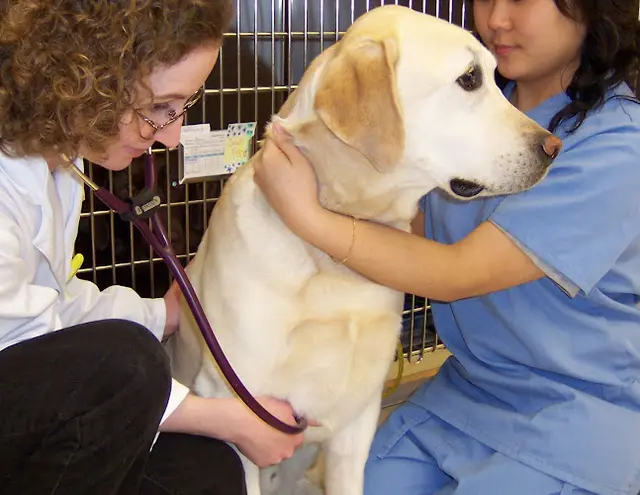 Pet vet Hawthorne Hills Veterinary Hospital Kirkland