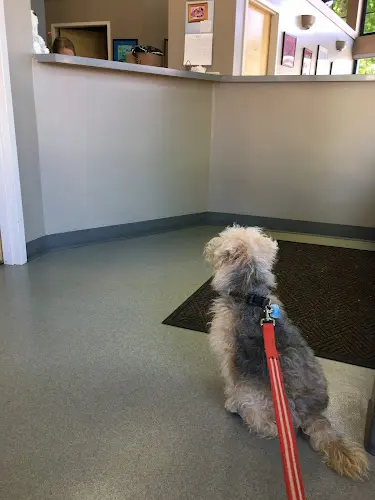 Pet vet Kensington Veterinary Hospital Richmond