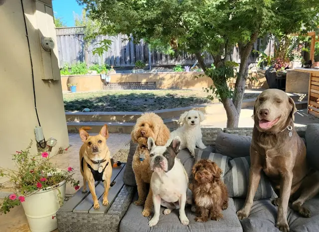Dog day care center Buckie Pups San Jose