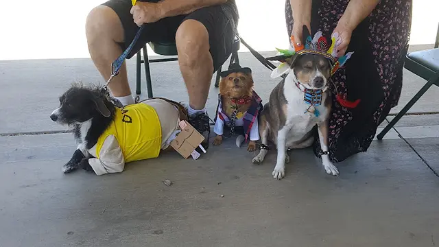 Dog day care center VCA Mesa Animal Hospital Victorville