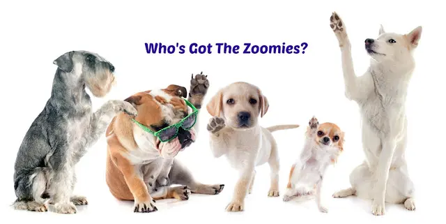 Dog trainer ZoomieDogs LLC Vancouver