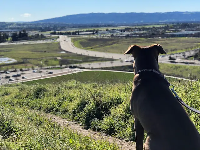 Dog Park Cayetano Park Livermore