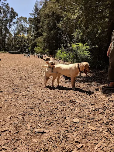 Dog Park Joaquin Miller Dog Park Berkeley