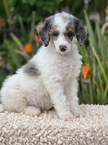 Dog breeder Woodcreek ranch bernedoodles Murrieta