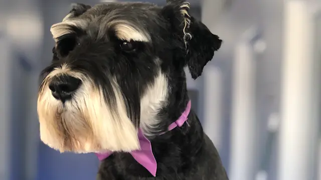 Dog Grooming Puppies and Paws Grooming Simi Valley