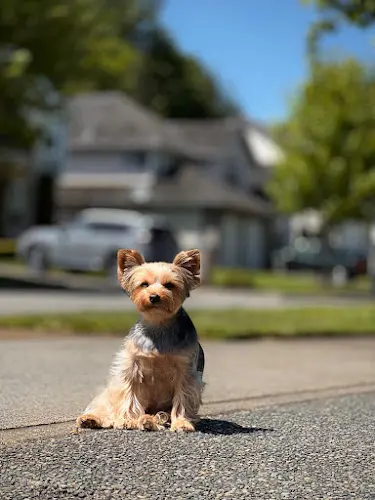 Dog day care center Puppy Luv Federal Way