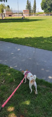 Dog walker Friendship Park West Covina