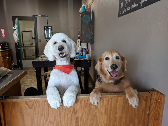 Dog Grooming Portland Avenue Grooming LLC Gresham