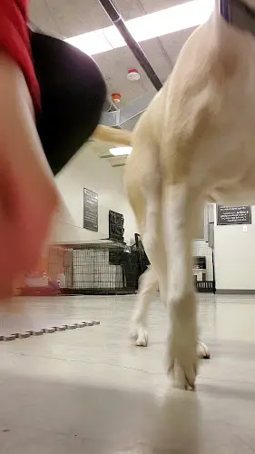 Dog trainer French K9 Renton