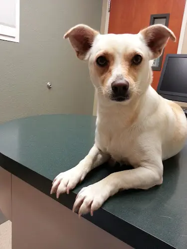 Dog breeder Contra Costa County Animal Services Department Vallejo