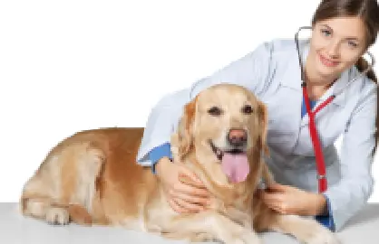 Pet vet Puyallup Valley Veterinary Clinic Tacoma
