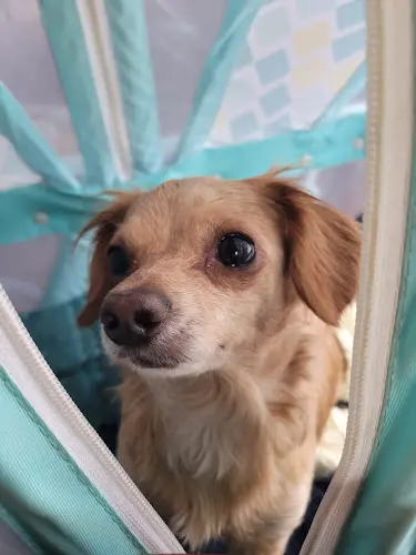 Rescue & Shelter Above and Beyond Animal Care Redding