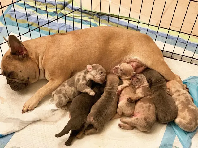 Dog breeder The Emma's Pets Antioch
