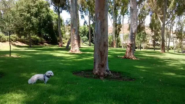 Dog Park Turtle Rock Community Park Irvine