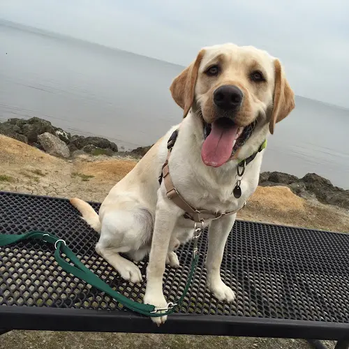 Dog day care center Point Fetch Match San Mateo