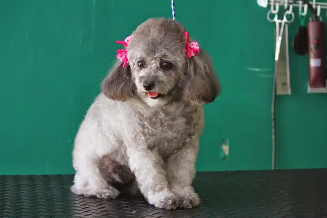 Dog Grooming Rubens Pet Grooming Inglewood