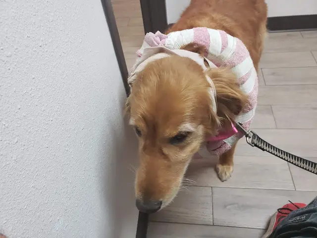 Pet vet Riverdale Animal Hospital Fullerton