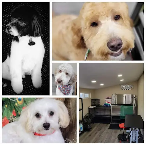 Dog Grooming Marsue's Dog Grooming Spokane Valley