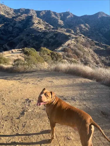 Dog Park Wildwood Canyon Park Burbank