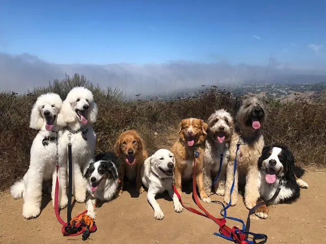 Dog day care center The Dog Republic Los Angeles