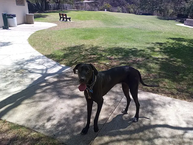 Dog Park Camarillo Grove Park Ventura