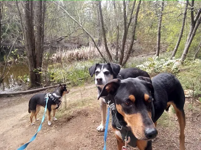 Dog Park Northridge Park Bellingham