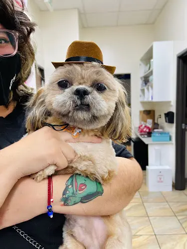 Pet vet Lincoln Animal Hospital Anaheim