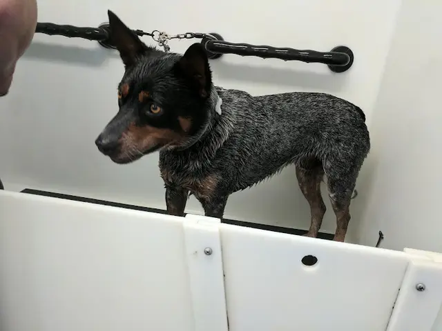 Dog breeder Lucky Dog Pet Resort Santa Maria