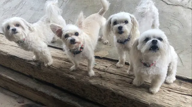 Dog breeder Ventura Dog Ranch Ventura