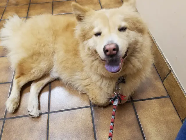 Pet vet VCA Santa Anita Animal Hospital Pasadena